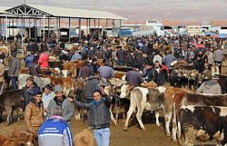 Şarkışla hayvan pazarı açılıyor