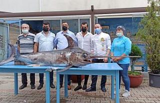 Saros Körfezi’nde yakalanan dev kılıçbalığı...