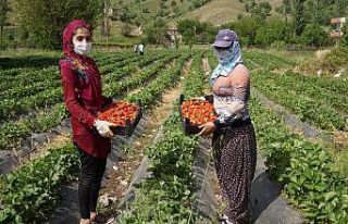 Sason çileği coğrafi işaret belgesi alarak markalaştı