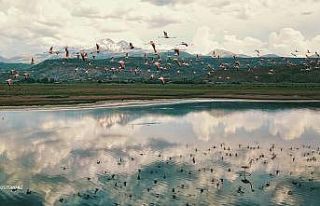 Sazlıktaki Flamingolar görenleri heyecanlandırdı