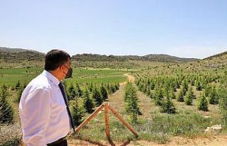 Şehitkamil’de 197 bin 784 fidan toprakla buluşturuldu