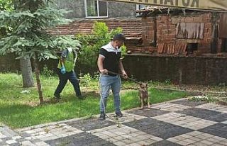 Şehre inen kurt yakalanıp tedavi altına alındı