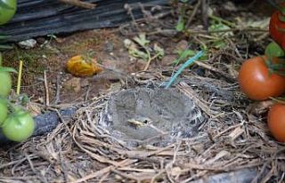 Seralar, kuluçkaya yatan kuşlara da yuva oldu