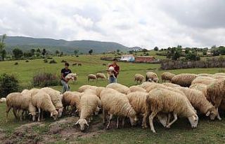 ‘Sertifikalı çoban’ olacaklar
