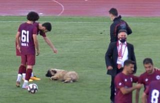 Sevimli köpek önce futbolcularla antrenman yaptı...