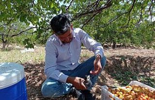 Sıcak havada bitkin düşen yavru kargaya eliyle...