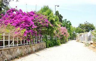 Side Antik Kenti’ndeki evlere begonvil dikme zorunluluğu...