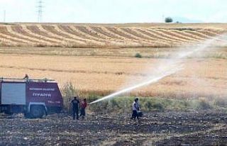 Sigara izmariti buğday tarlasını küle çevirdi