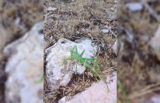 Siirt’te et yiyen çekirge görüldü