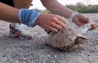 Siirt’te plastik şişeye sıkışan kaplumbağa...