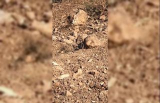 Siirt’te yılanların dansı kameraya yansıdı