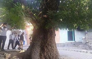 Silvan’da vatandaşlar 400 yıllık ağacın koruma...