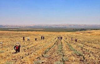 Silvan’daki mor tarladan lavanta hasadı yapıldı