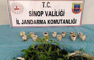 Sinop’ta ırmağın kenarında kenevir eken şahıs...