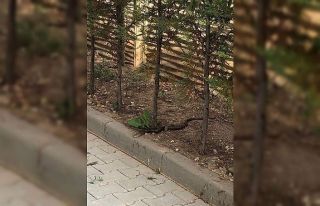 Site bahçesine giren yılan korkuttu