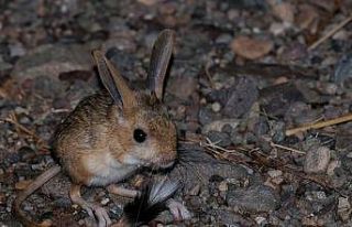 Sivas’ta Arap tavşanı görüntülendi