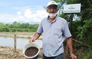 Siyah çeltik suyla buluştu