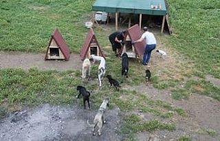 Sokak hayvanları için kulübe çalışması