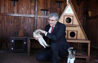 Sokak hayvanlarının yuvası olacak projenin ilk...