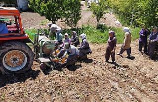 Son tütün fideleri toprakla buluşuyor