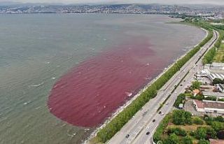 Sorumsuzlar İzmit Körfezi’ne ve dereye kan kusturdu