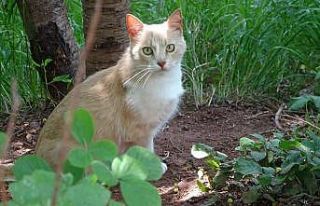 Sosyal medyada yer alan kediye şiddet haberleri yalan...