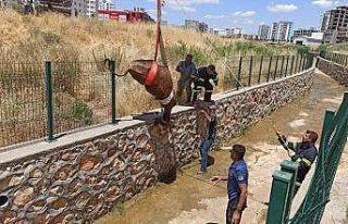 Su kanalına düşen inek itfaiye ekiplerince kurtarıldı