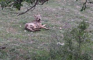 Su kuyusundan kurtarılan kurt doğaya salındı