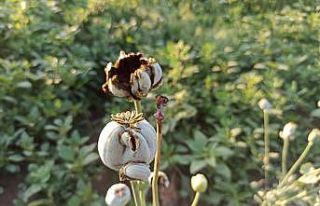 Şuhut’ta kuvvetli yağış buğday ve haşhaş...