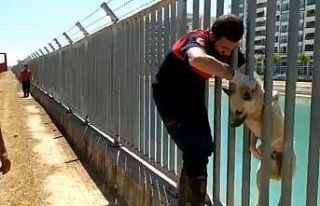 Sulama kanalına düşen köpek kurtarıldı