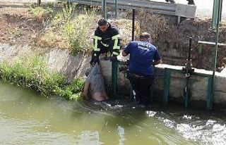 Sulama kanalında erkek cesedi bulundu