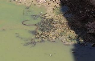 Sulama kanalında görülen dev yılanlar paniğe...