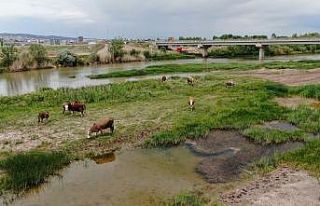 Sular çekildi, hayvanlara otlak oldu