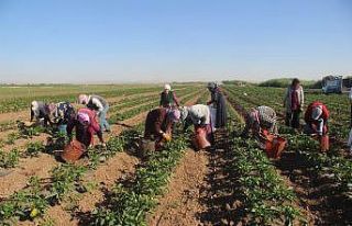 Suriye sınırında acı hasat