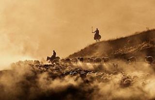 Sürülerin tozlu yolculuğu havadan görüntülendi