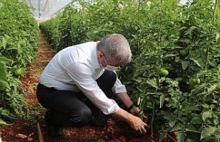 Tahmazoğlu, dağıttığı sebze fidelerinin hasadına...