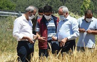 Tarsus Belediyesinin ektiği ata tohumlar hasat edildi