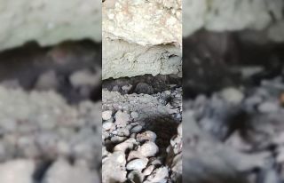 Tarsus’ta 2 su samuru ölü bulundu