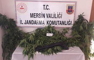Tarsus’ta 84 kök kenevir bitkisi ele geçirildi