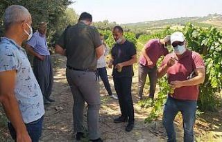 Tarsus’ta üzüm kesimine izin verildi