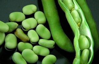 Taze baklanın faydaları saymakla bitmiyor