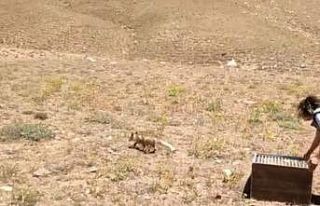 Tedavileri tamamlanan yavru tilkiler doğaya bırakıldı