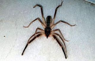 Tehlikeli ’Çöl Örümceği’ Aydın’da ortaya...