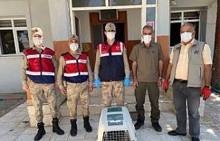 Tek kanatlı baykuşa jandarma yardımı