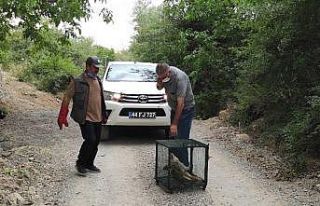 Telef olan tilkiyi gören doğa fotoğrafçısı duyarsız...