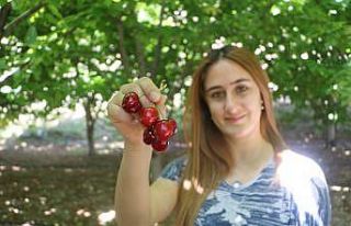 Tescilli dalbastı kirazında ürün kaybı