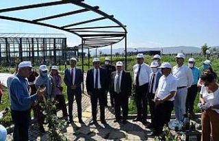 Tıbbî ve Aromatik Bitkiler Bahçesi’nde ilk hasat...
