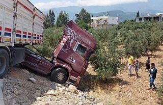 Tır zeytin bahçesine girdi