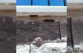 Tırtıl istilâsına uğrayan Çeltikçi’de vatandaş...