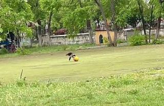 Top cambazı karga şaşırttı